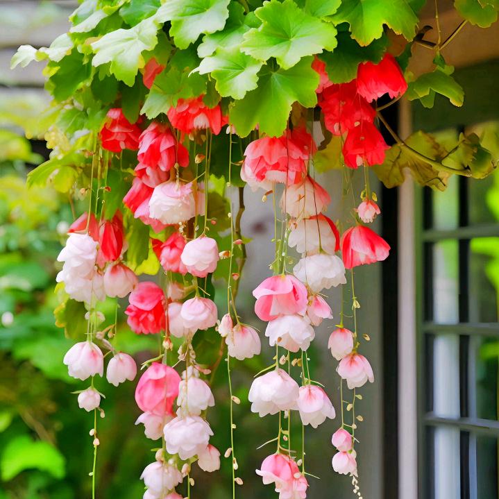 ~花屿小舍~