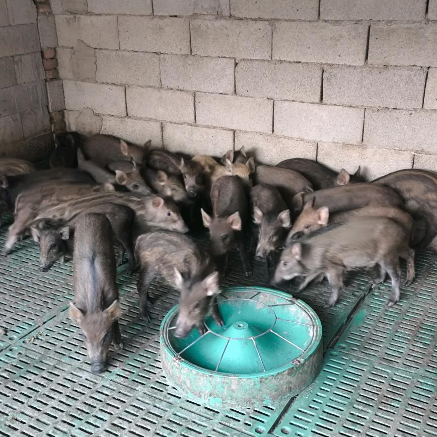 猪娃生态二代野猪养殖