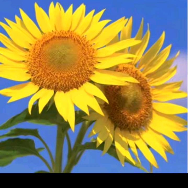 🍇🍁秀珍🐮牛