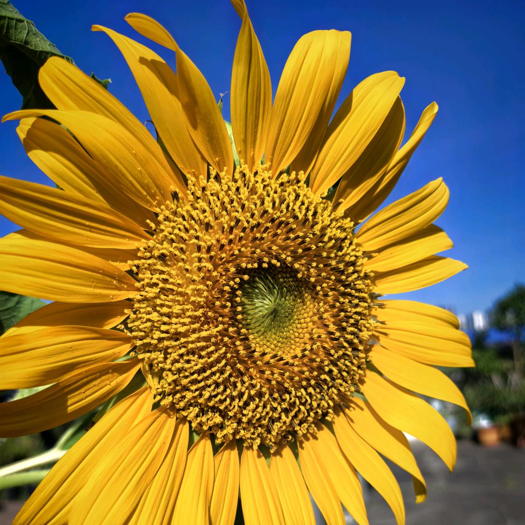 普罗旺斯的花园