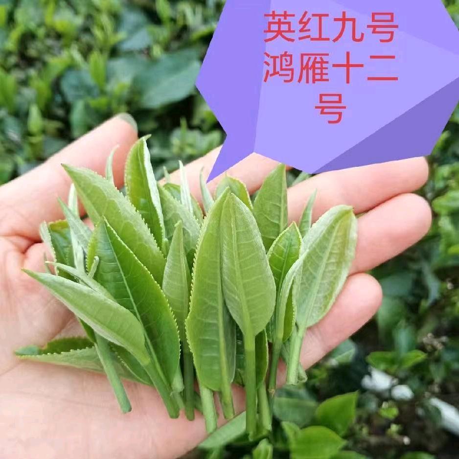 新老茶客商店