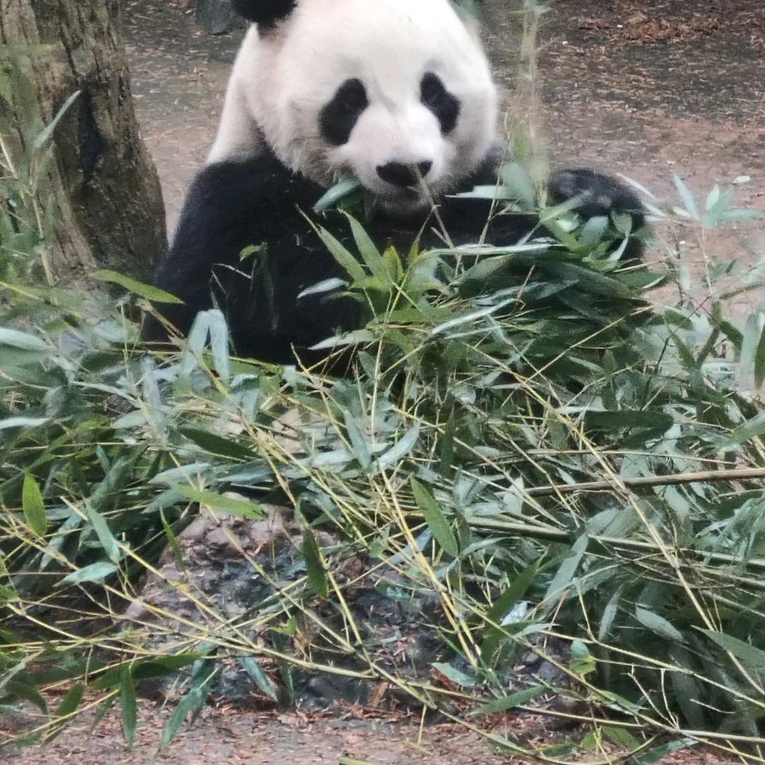 兴德农资老王谈大蒜种植