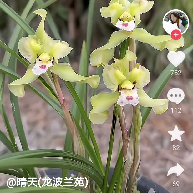huxiaoxiao