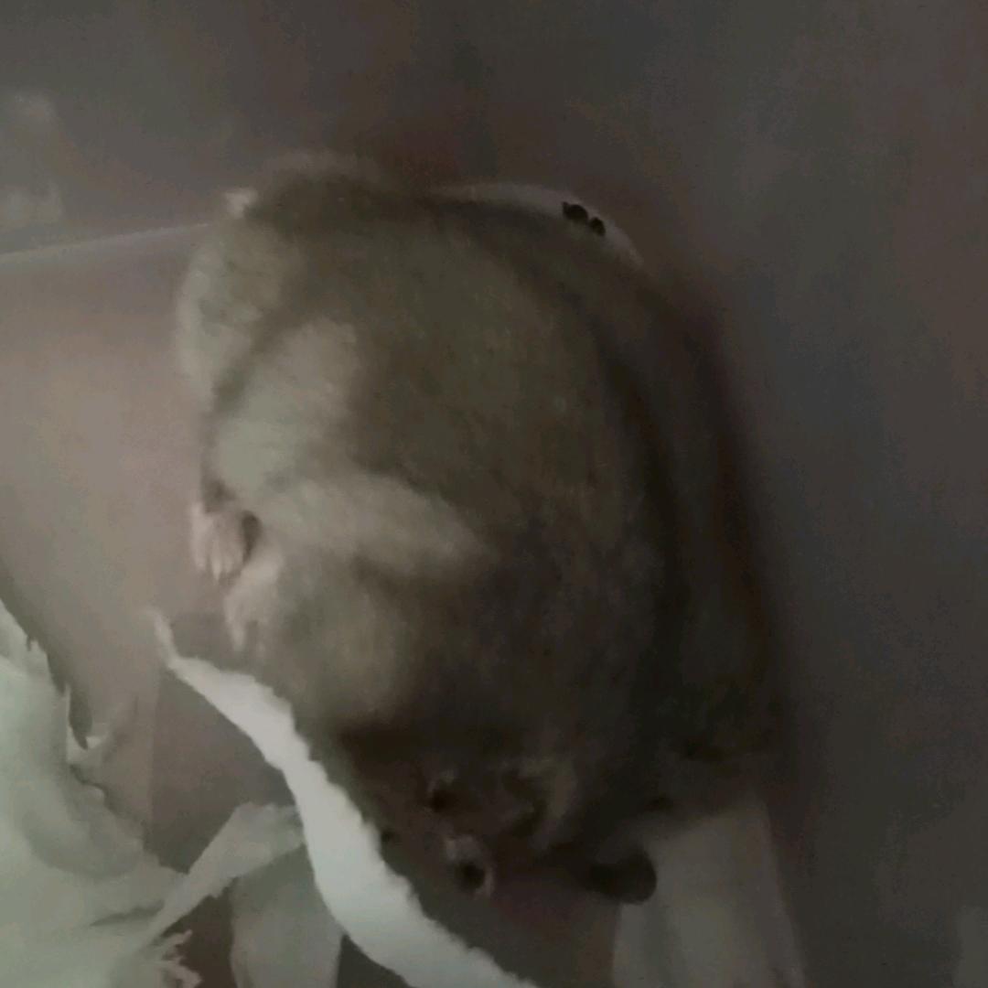 小仓鼠