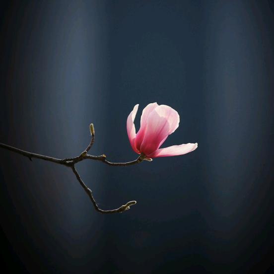 风吹思念