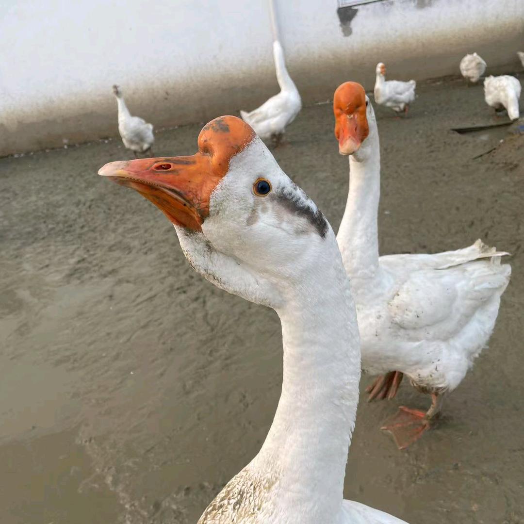 养鹅的人