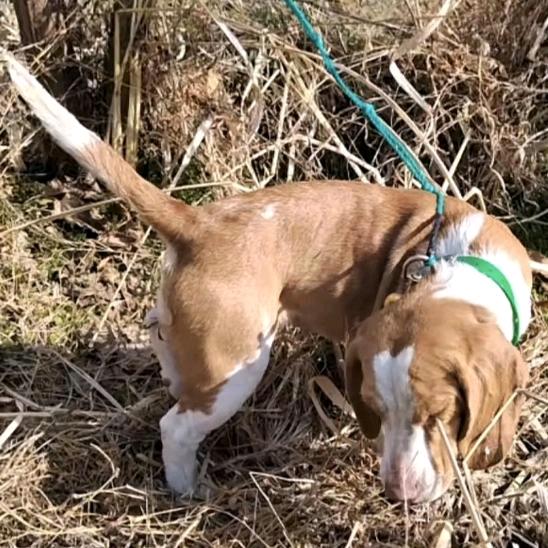 双色比格犬→糖宝