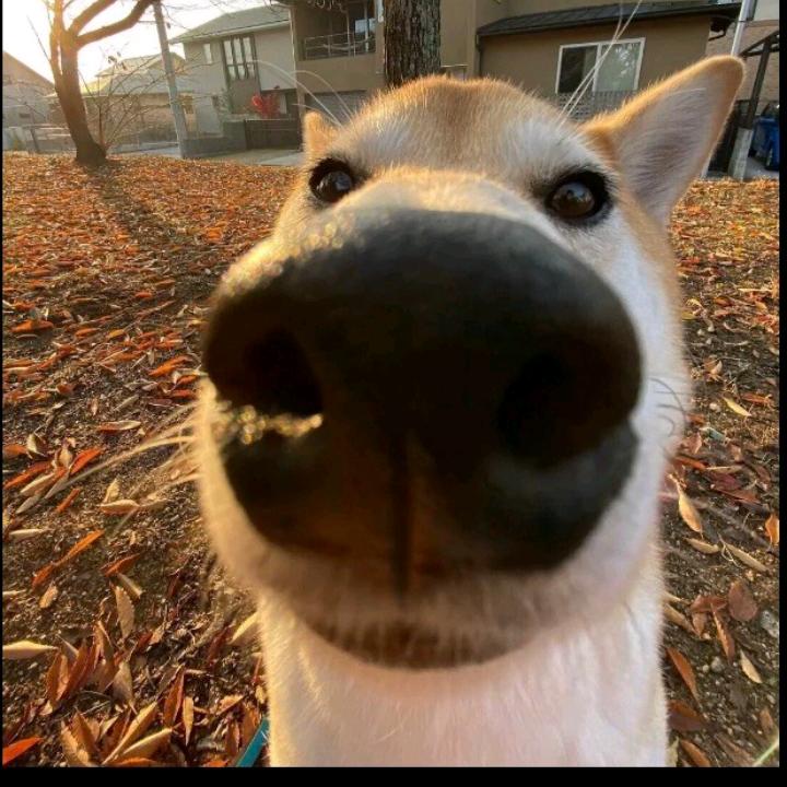 圆梦