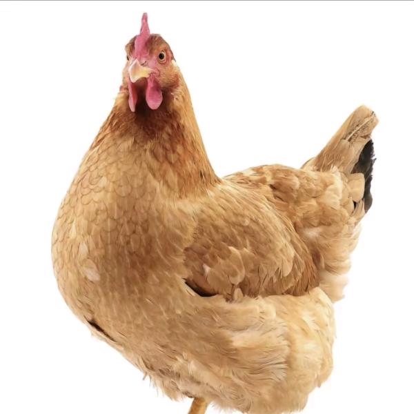 不吃饲料.（备战双黄蛋中）