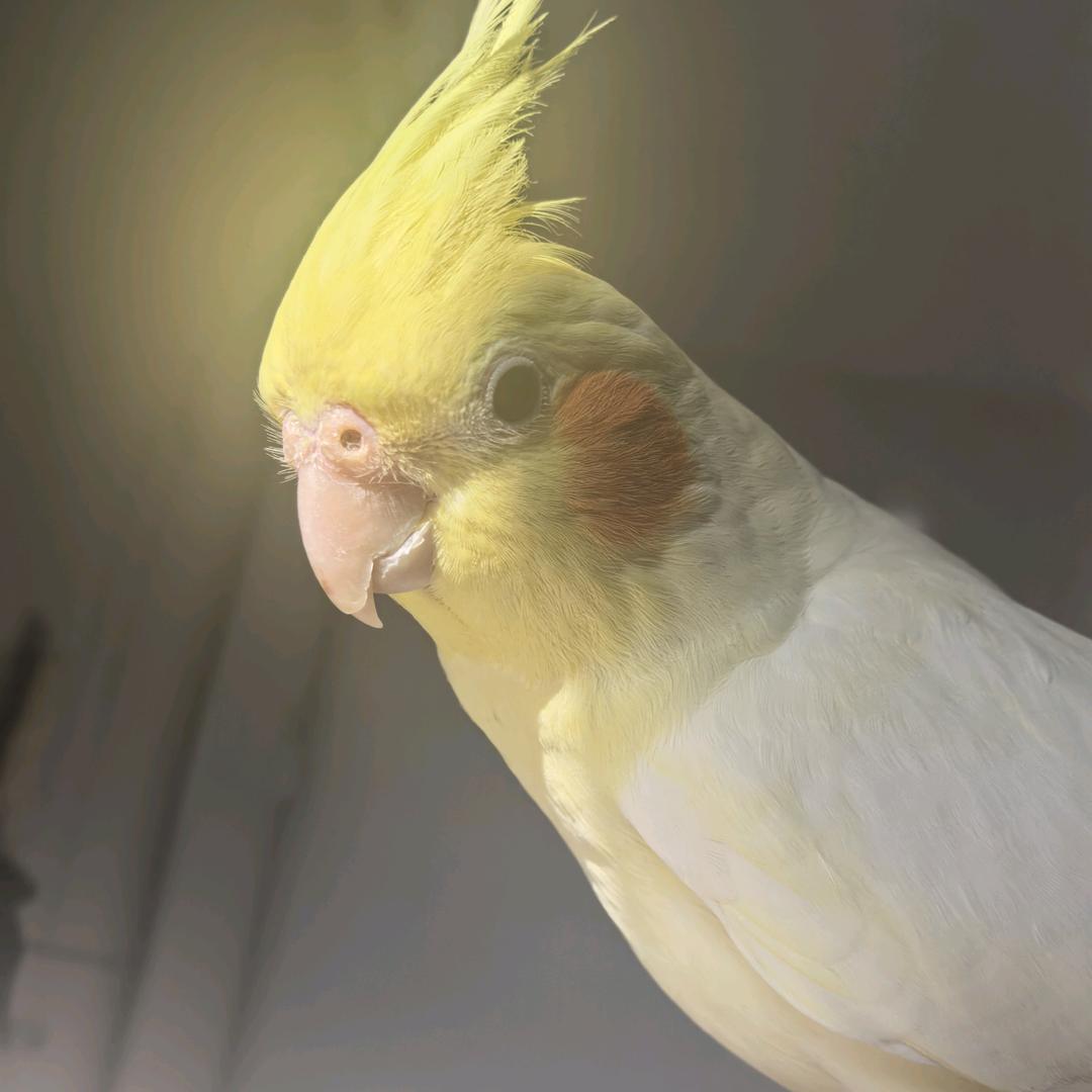 王养鸟