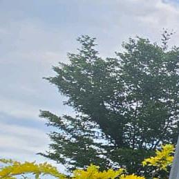 Daivy Tsui「徐梓淳」...