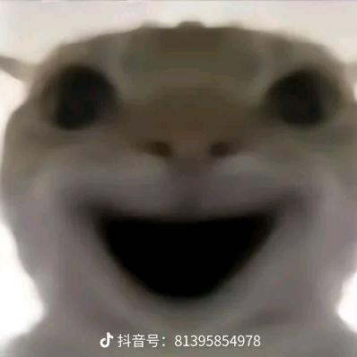 快乐咸鱼-