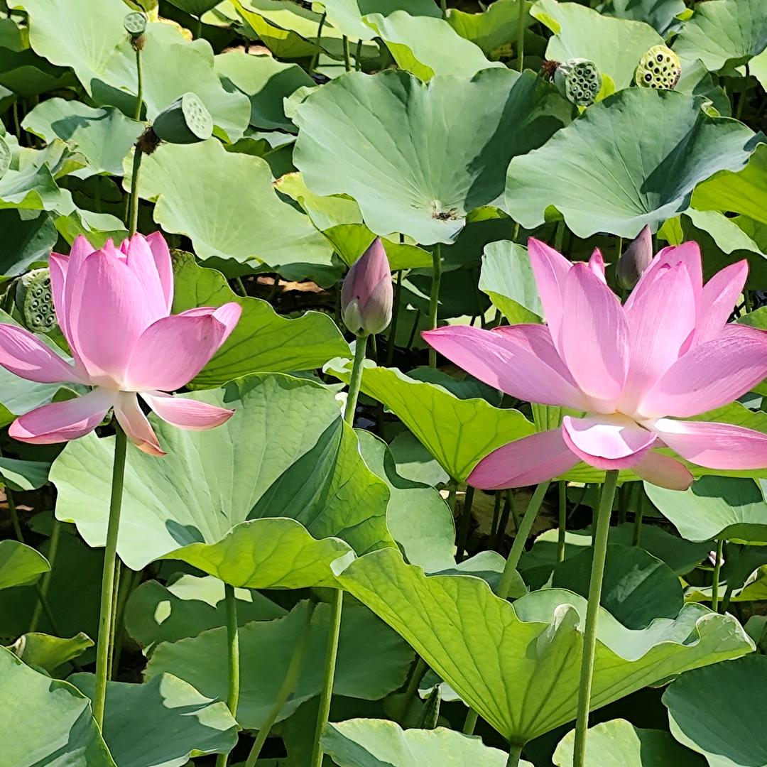 如意