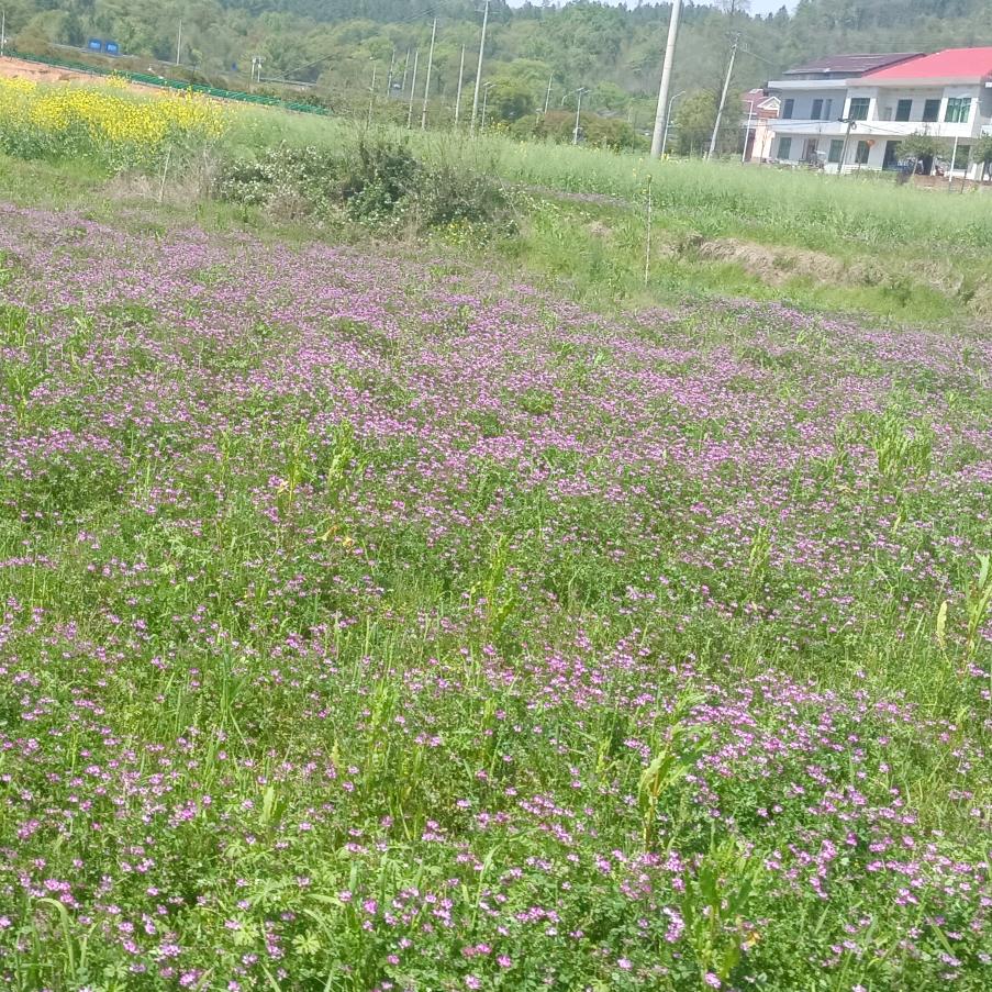 棒棒糖