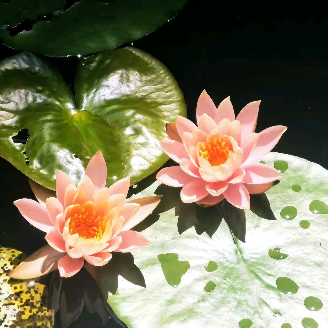 玫瑰领导
