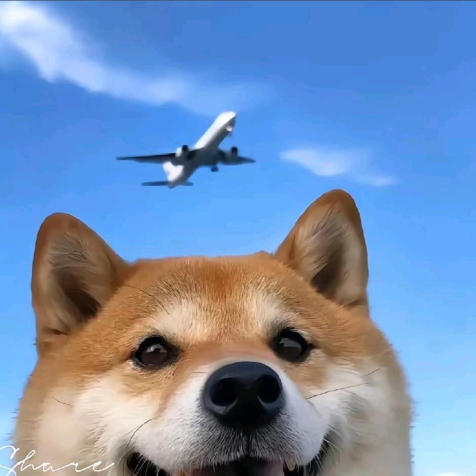 一颗会爆炸的树