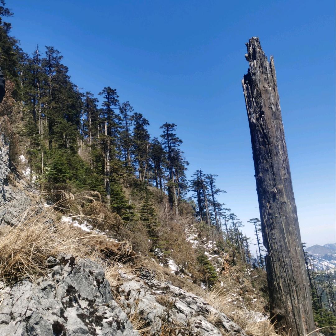 药子山找山货