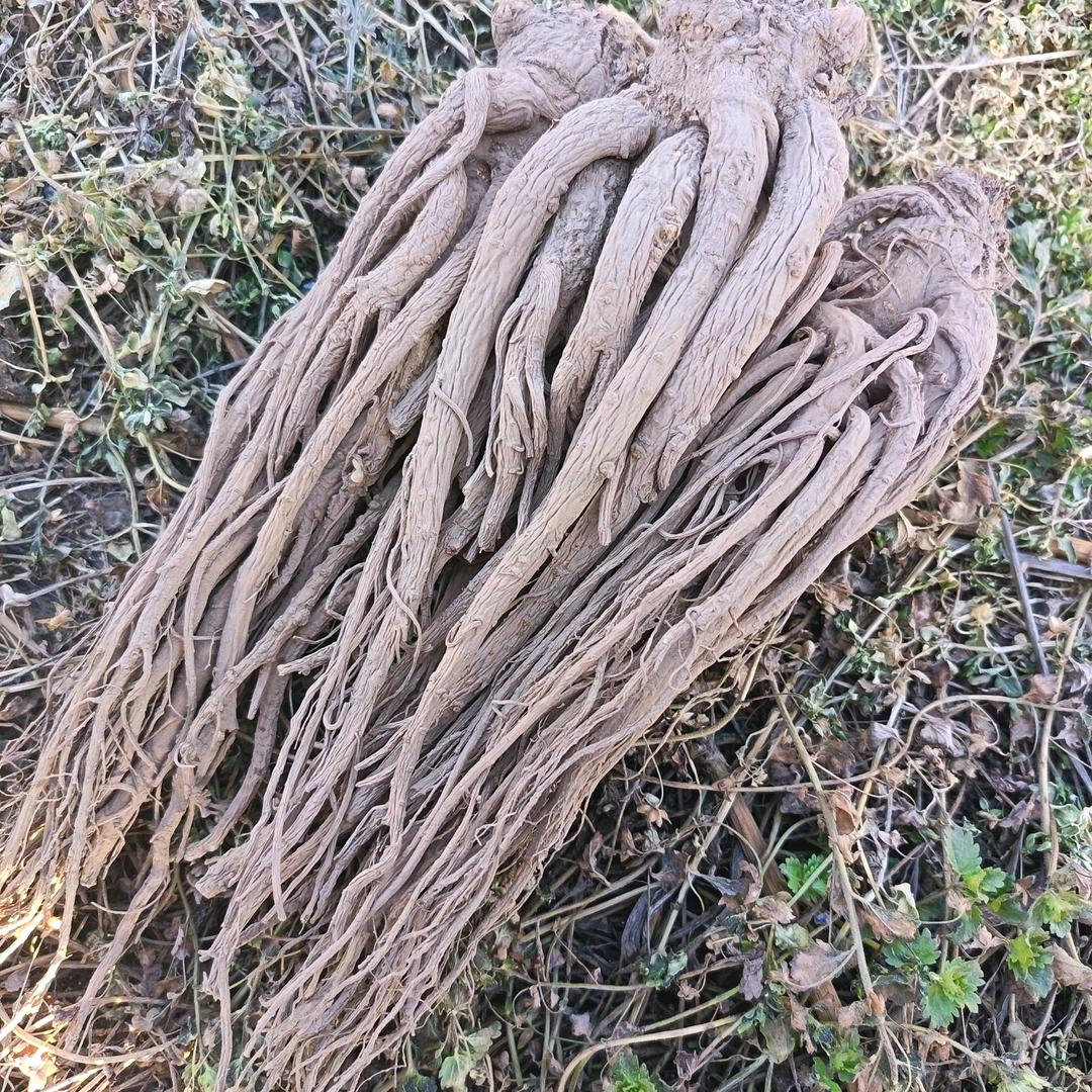 甘肃杨爱红农货铺