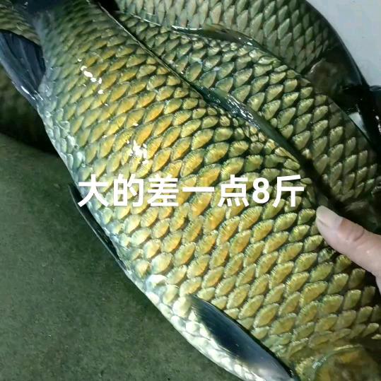 金晚不回家