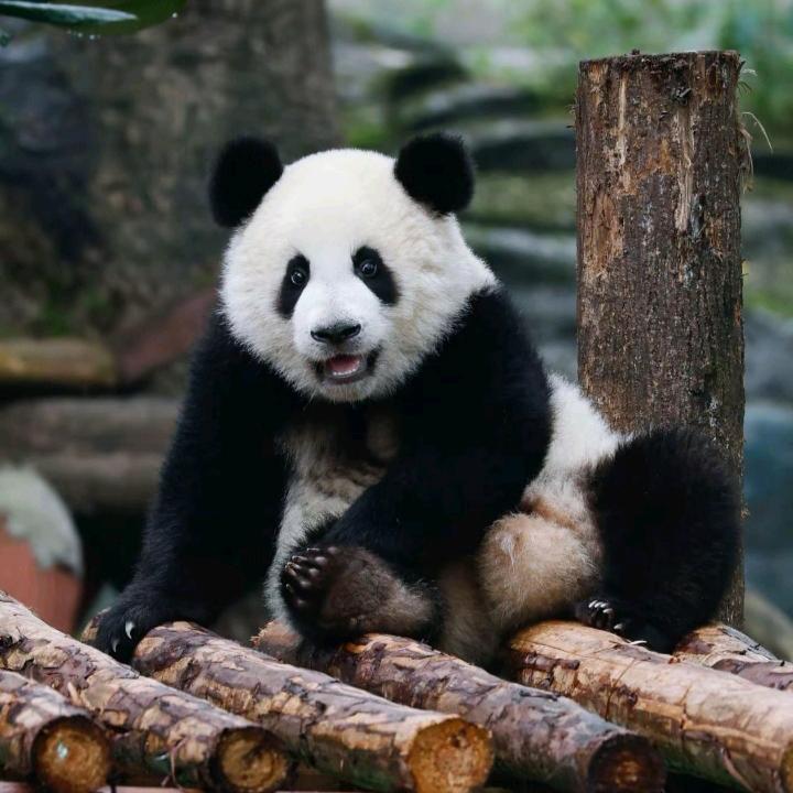 🐼椰岛冰美式💥