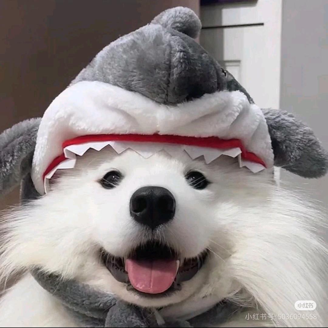 鲨一头肥羊