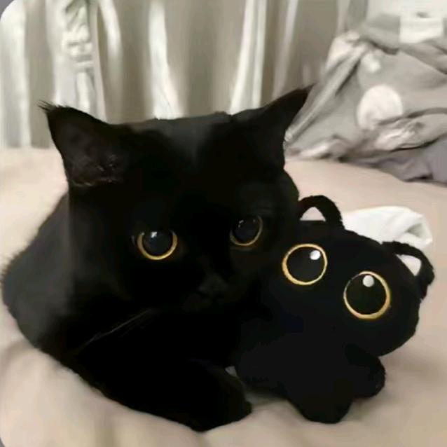 爱喝water的猫