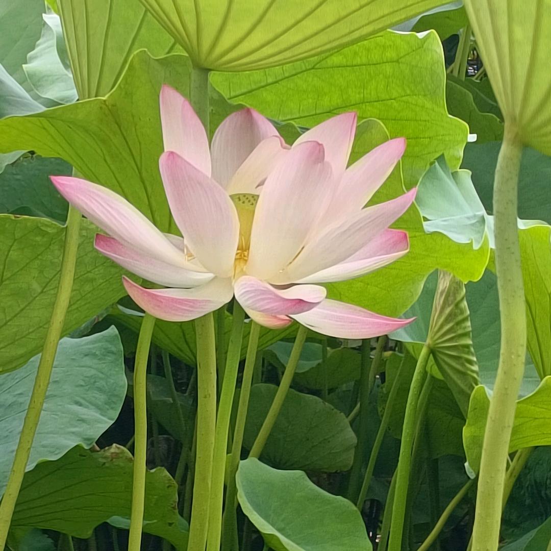 兮兮