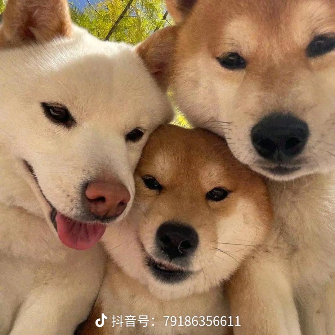 媛