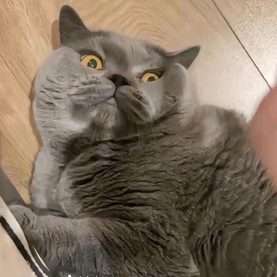 稳仲.🇨🇳<🦁>