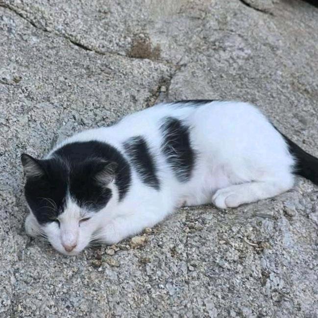 长岛冰茶不是茶(alkey)