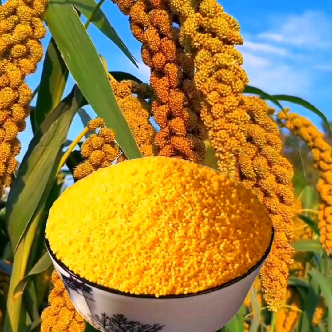 助农—优选农产品