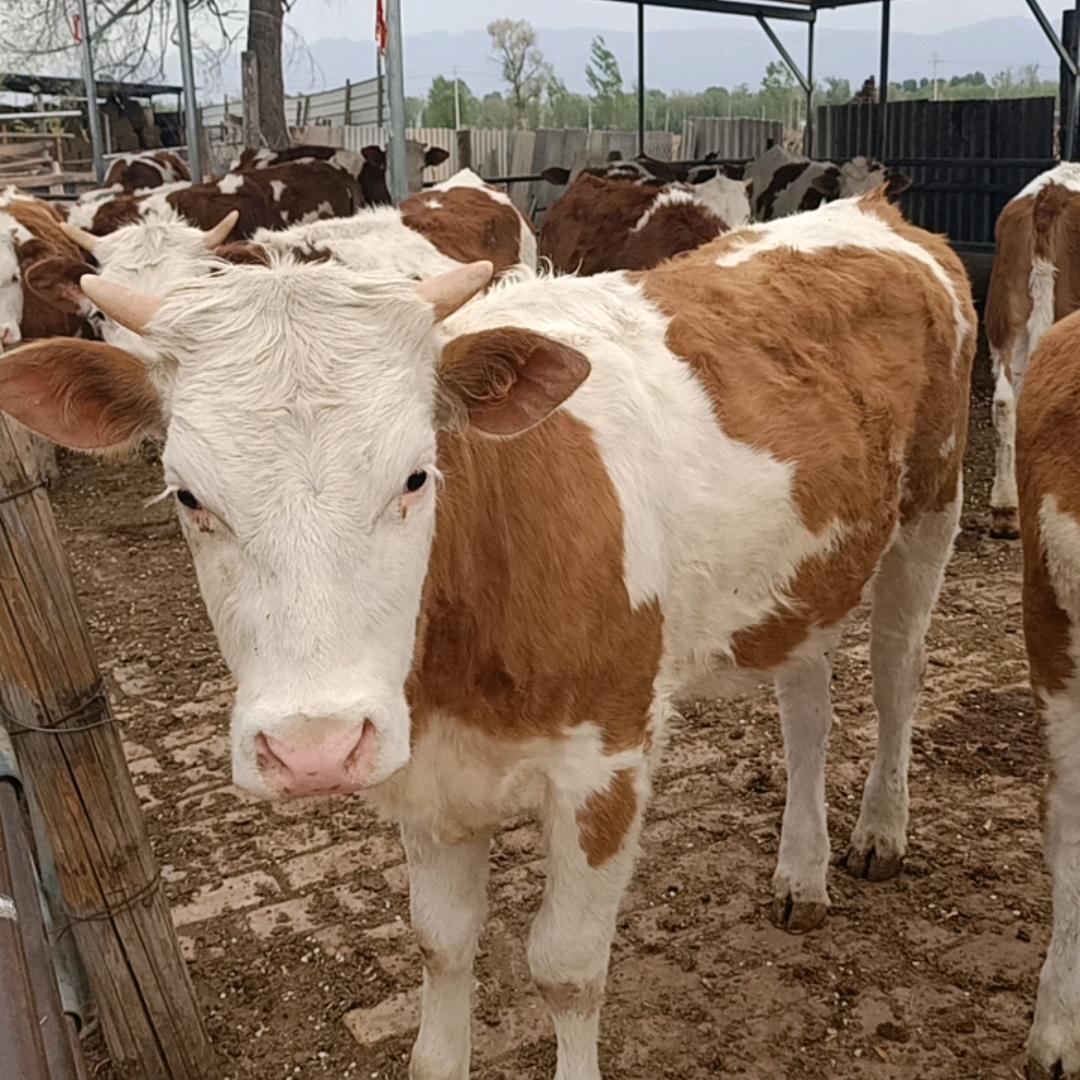 出售自繁自养肉牛