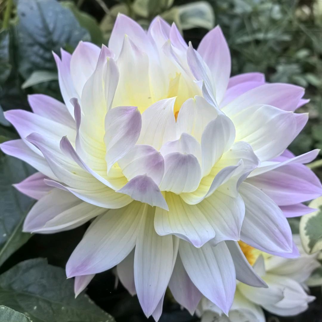 青岛 蕊姐 有妙招