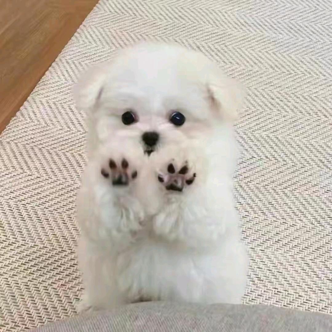 🌈每天上线批奏折