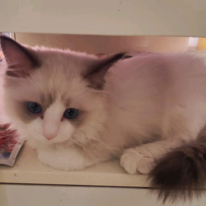 又菜又爱玩