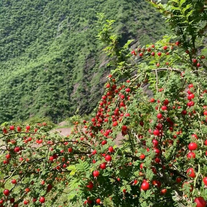 寻找有缘人🍀🍀