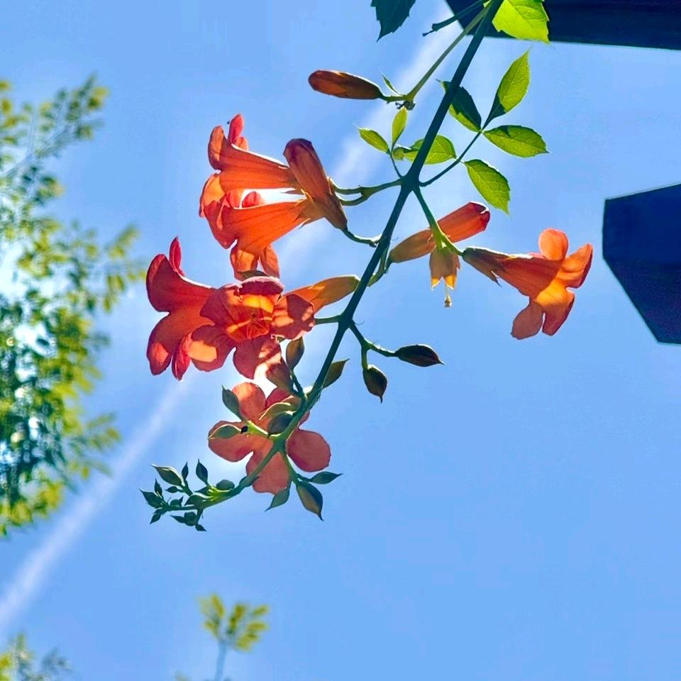 小助理