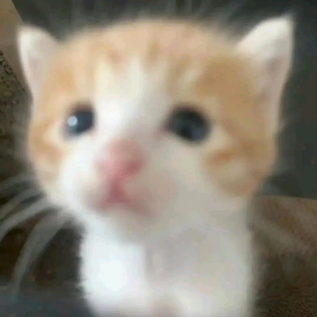 猫猫虫