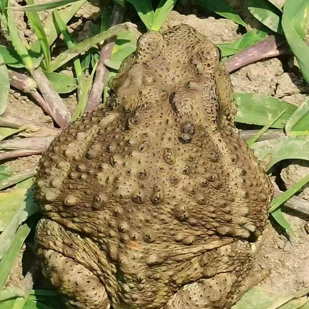 A江苏大型蟾蜍养殖基地