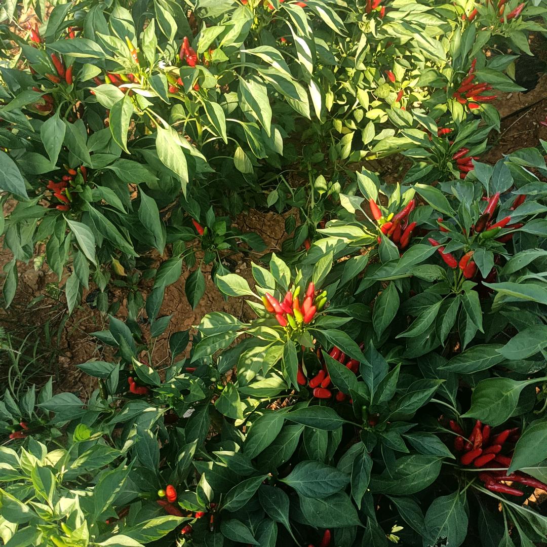 、苗永远跟党走！