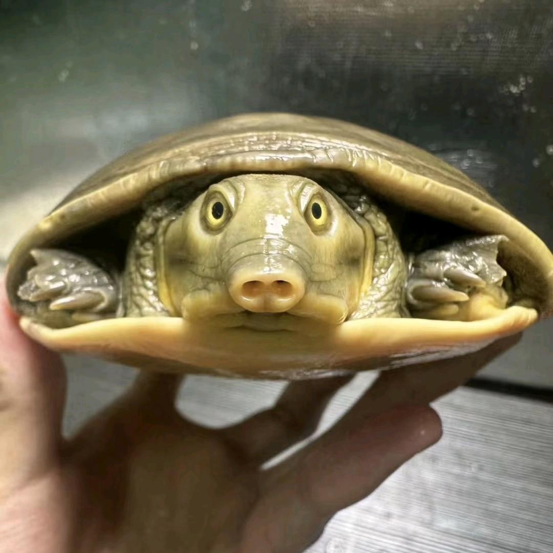 怠惰尊者