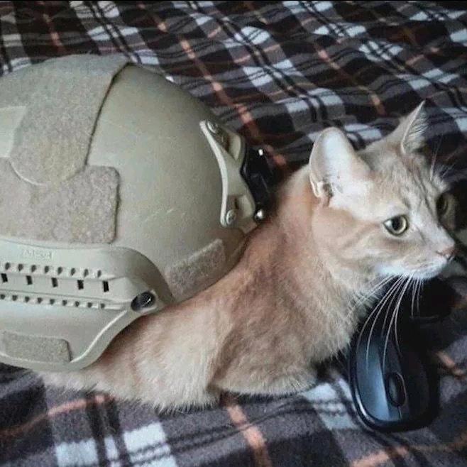 蜗猫