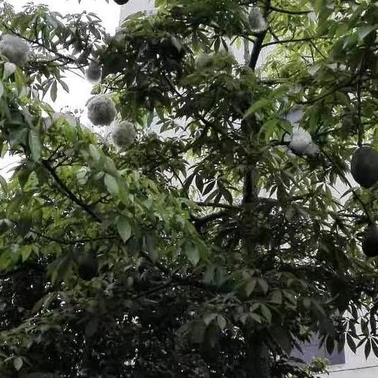木棉花开手机摄影