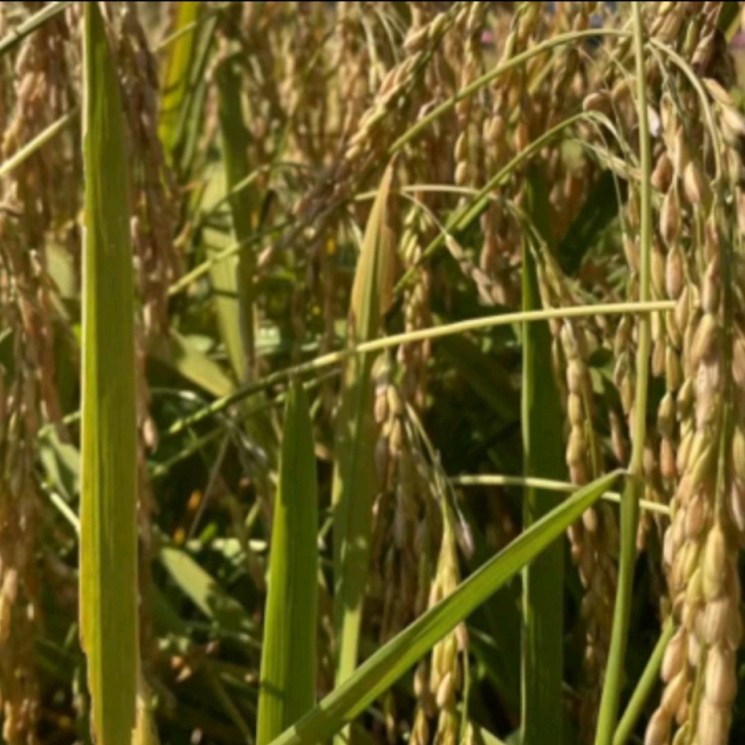 寒地甄选农鲜店