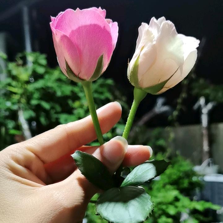 心静