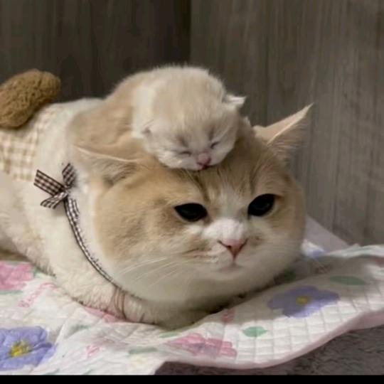 豆豆老师（在职学历）