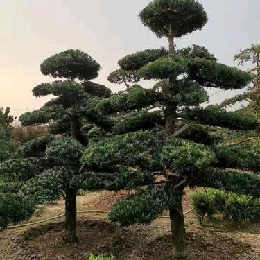 兰之青幽