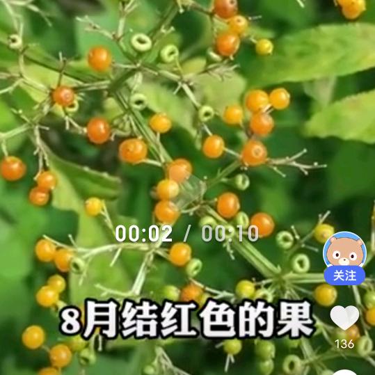 画中仙