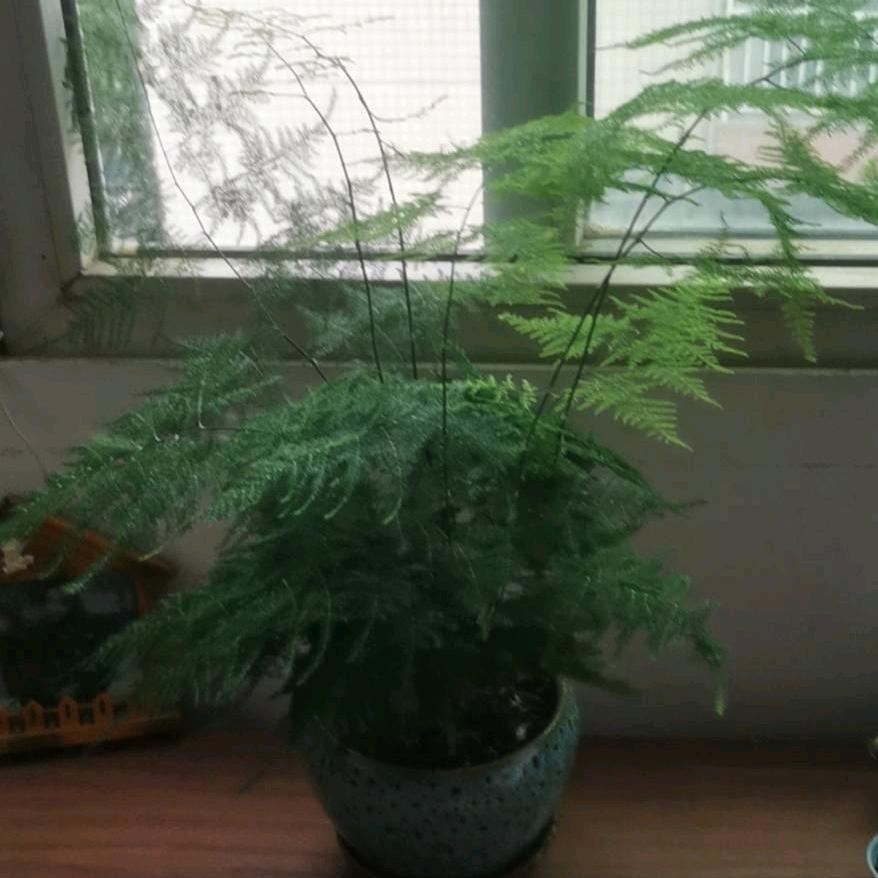 永远幸福
