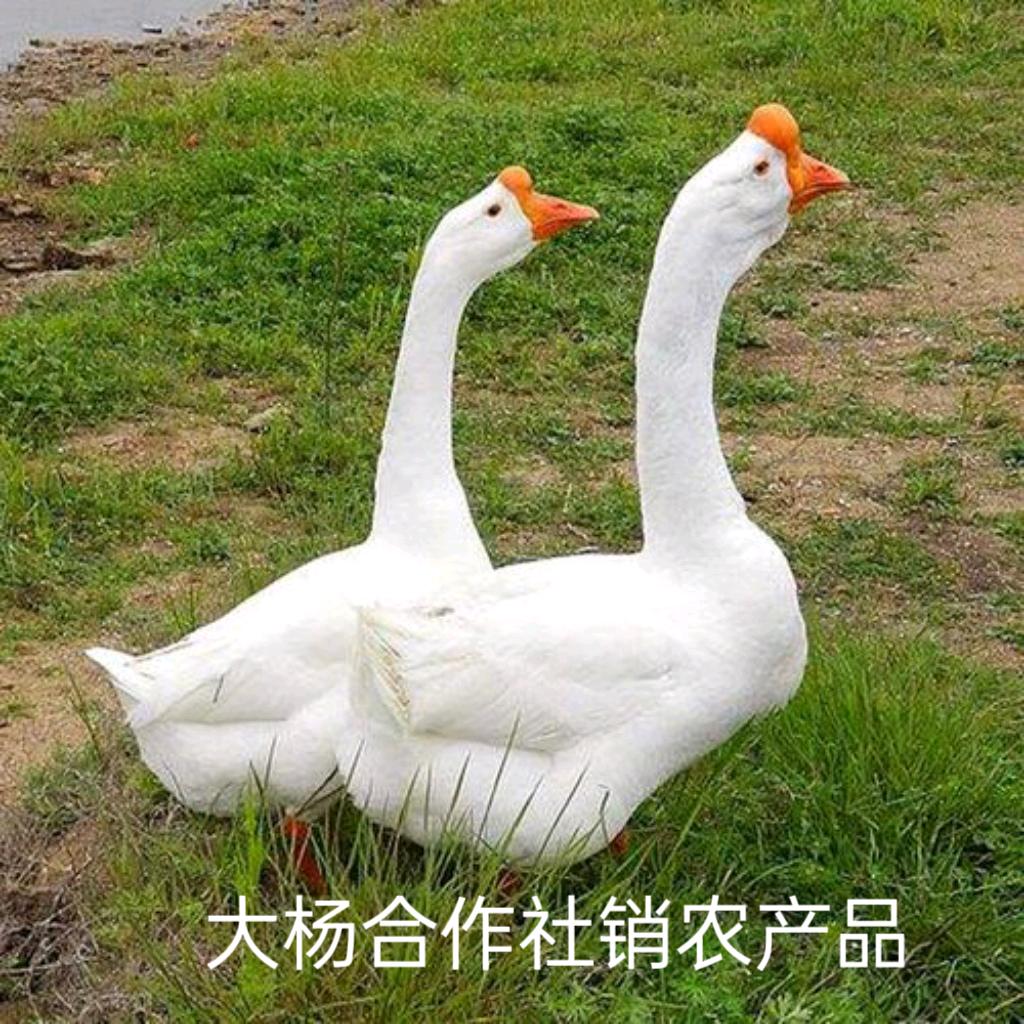 大杨（出售大品种浙东四季鹅）